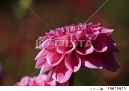 高原の花畑に咲く秋の花ダリア 高原の花畑に咲く秋の花ダリア 89626999