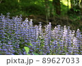 紫色の春の花の群生 89627033
