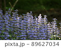 紫色の春の花の群生 89627034