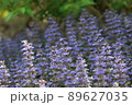 紫色の春の花の群生 89627035
