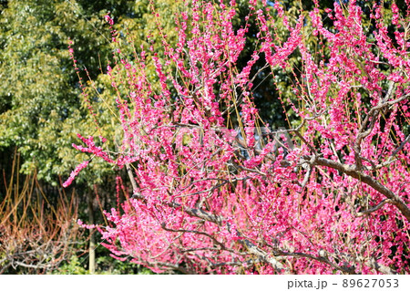 梅の花　紅梅 89627053