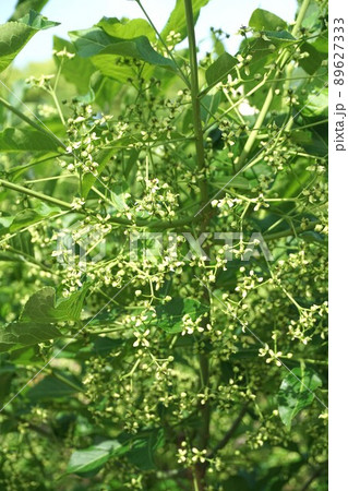 マユミの小さい花　2022年4月 89627333