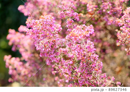ジャノメエリカの花 89627346