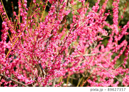 梅の花　紅梅 89627357