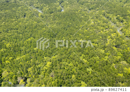 Amazing abundant mangrove forest Aerial view of forest trees Rainforest ecosystem and healthy environment background Texture of green trees forest top down High angle view 89627411