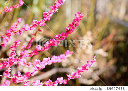 梅の花 紅梅 梅の花 紅梅 89627438