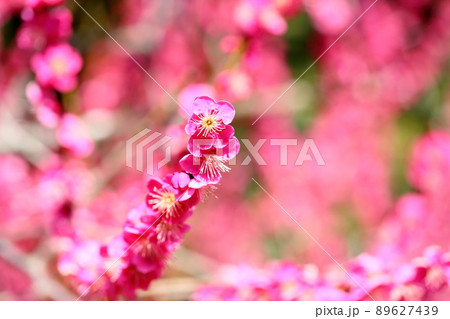 梅の花　紅梅 89627439