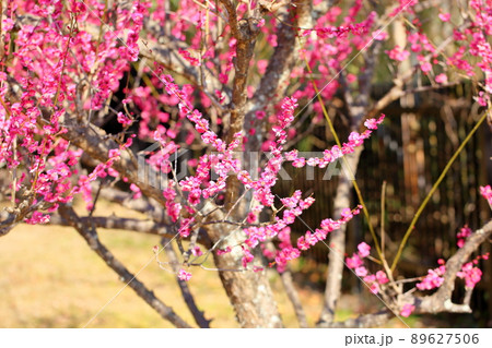 梅の花　紅梅 89627506