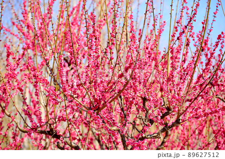 梅の花 紅梅 梅の花 紅梅 89627512