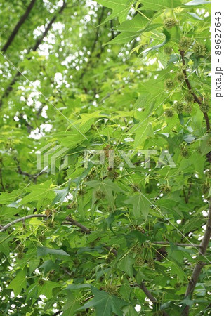 2022年4月　実の形を見せ始めたモミジバフウ 89627643