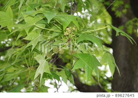 2022年4月　実の形を見せ始めたモミジバフウ 89627645