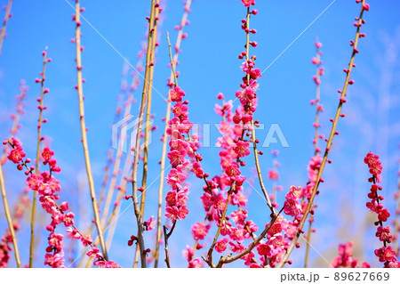 梅の花　紅梅 89627669