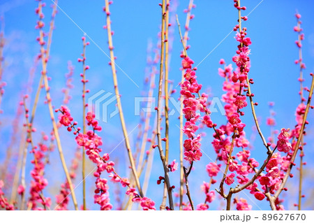 梅の花　紅梅 89627670