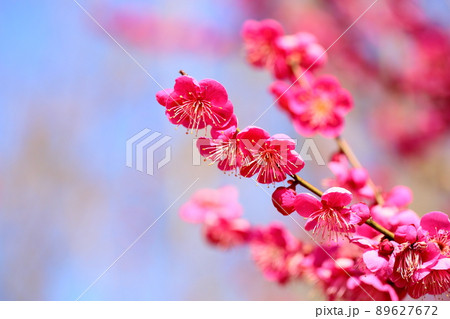 梅の花　紅梅 89627672