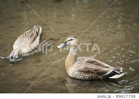 公園の池にいるカルガモのつがい 89627708