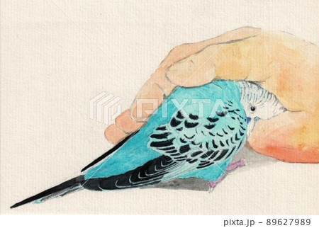 手にもぐり込むセキセイインコ 89627989