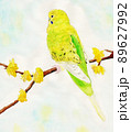 枝に止まったセキセイインコ 89627992
