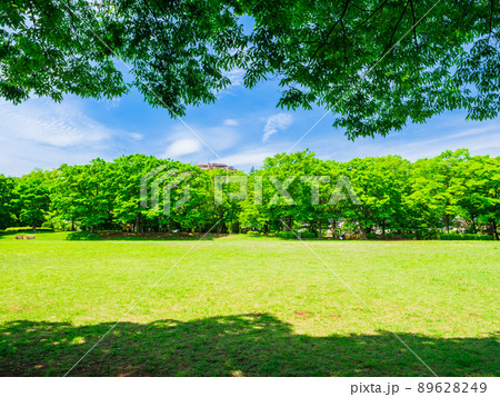 郊外の住宅地 新緑の公園 郊外の住宅地 新緑の公園 89628249