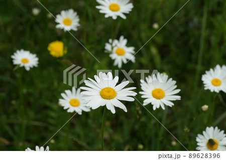 テージの花。 テージの花。 89628396