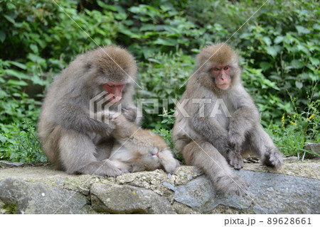 サル サル 89628661