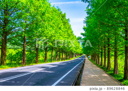 メタセコイア並木の新緑 89628846