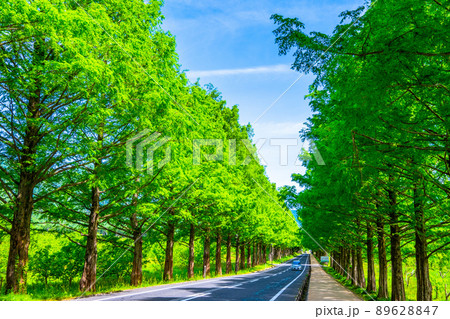 メタセコイア並木の新緑 89628847