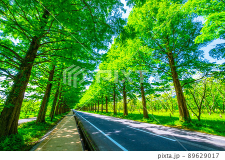 メタセコイア並木の新緑 89629017