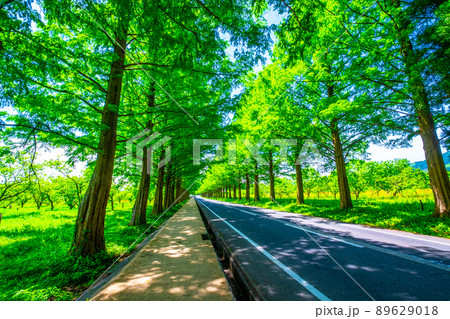 メタセコイア並木の新緑 89629018