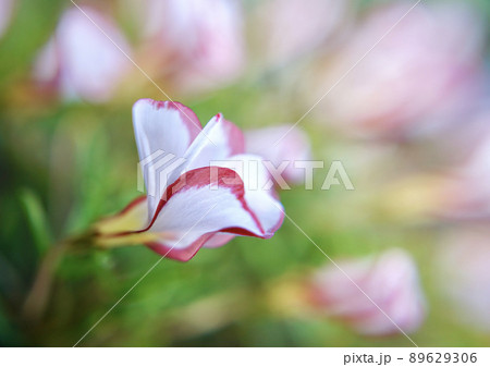 スイーツのようなカラー　オキザリス　バーシカラー　つぼみ 89629306