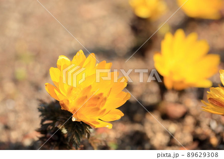 フクジュソウの花 フクジュソウの花 89629308