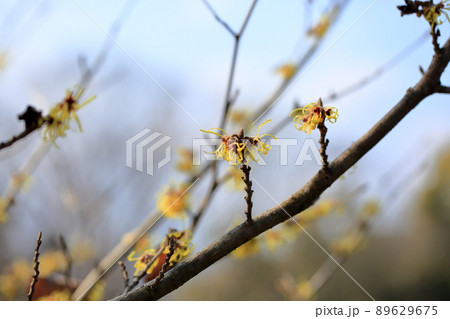 マンサクの花 89629675