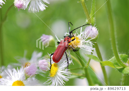 ベニカミキリ 89629713