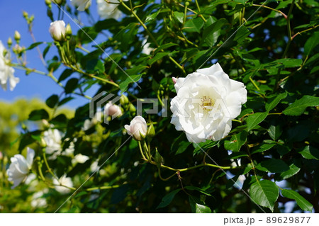 つる アイスバーグ 89629877