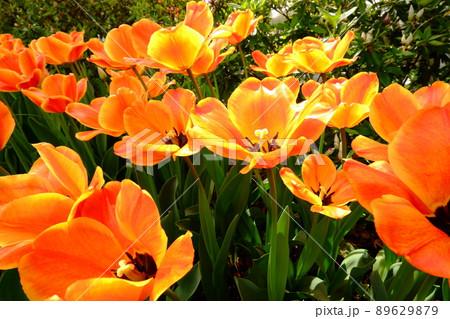 オレンジ色の沢山のチューリップ（4） 89629879