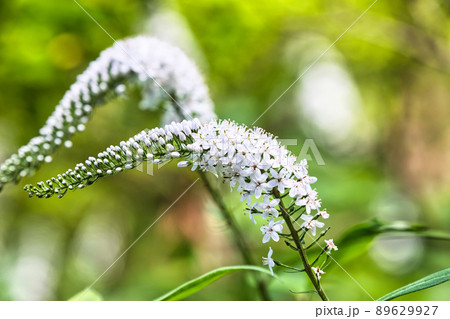 オカトラノオ オカトラノオ 89629927