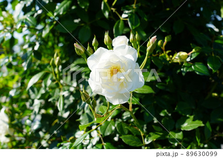 つる アイスバーグ 89630099