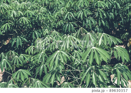 Nature of sweet potatoes plantation, yam farming Nature of sweet potatoes plantation, yam farming 89630357