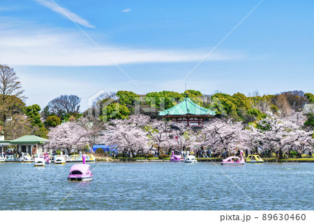 東京都　上野公園　ボート池　満開の桜 89630460