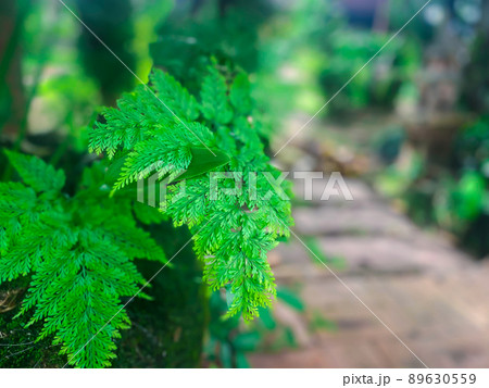 Greenery background of nature plant and leaf Greenery background of nature plant and leaf 89630559