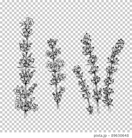 Lavender hand-drawn illustration set 89630648