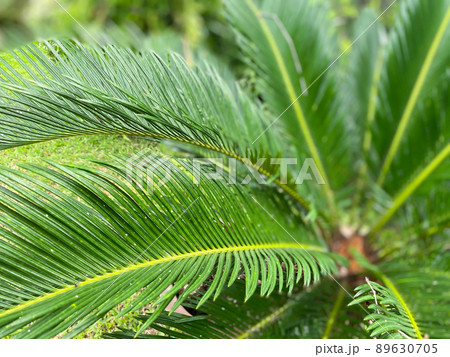Greenery background of nature plant and leaf 89630705