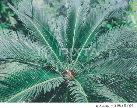 Greenery background of nature plant and leaf 89630734