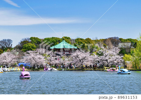 東京都　上野公園　ボート池　満開の桜 89631153