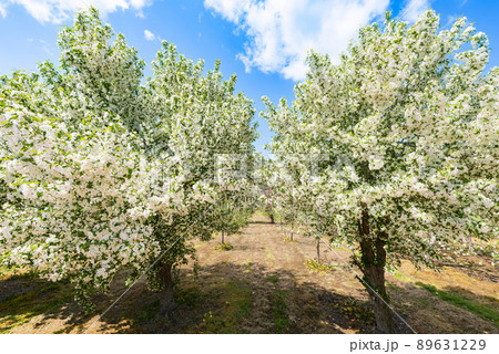果樹園の満開のリンゴの花 89631229
