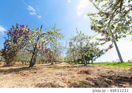 果樹園の満開のリンゴの花 果樹園の満開のリンゴの花 89631231