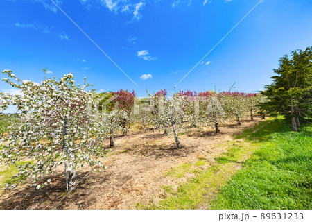 果樹園の満開のリンゴの花 89631233