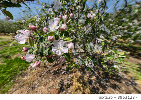果樹園の満開のリンゴの花 89631237