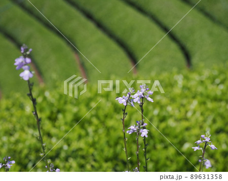 マツバウンランの青紫の花とお茶の畑 89631358