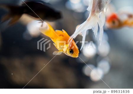 涼しげな和金の泳ぐ水槽 89631636