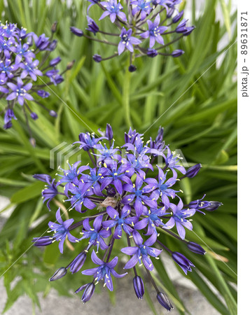 紫の花 シラー・ペルビアナ サファイヤブルー 紫の花 シラー・ペルビアナ サファイヤブルー 89631871